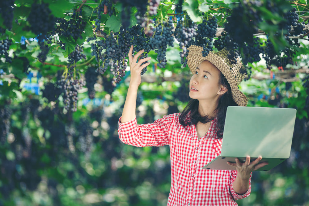 Comprar plantas de vid por internet ya es posible desde cualquier parte del mundo